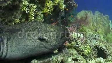珊瑚中的莫赖鳗鱼在红海沙底的蓝色背景上。